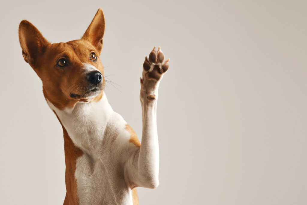 assurance animaux chien