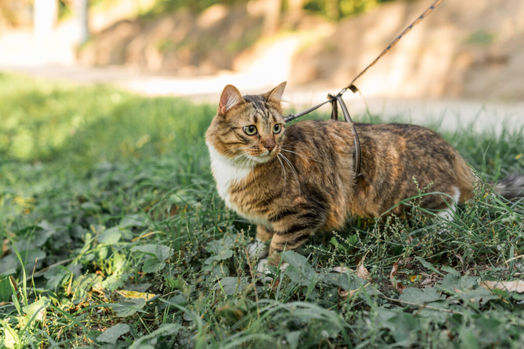 chat promenade en laisse