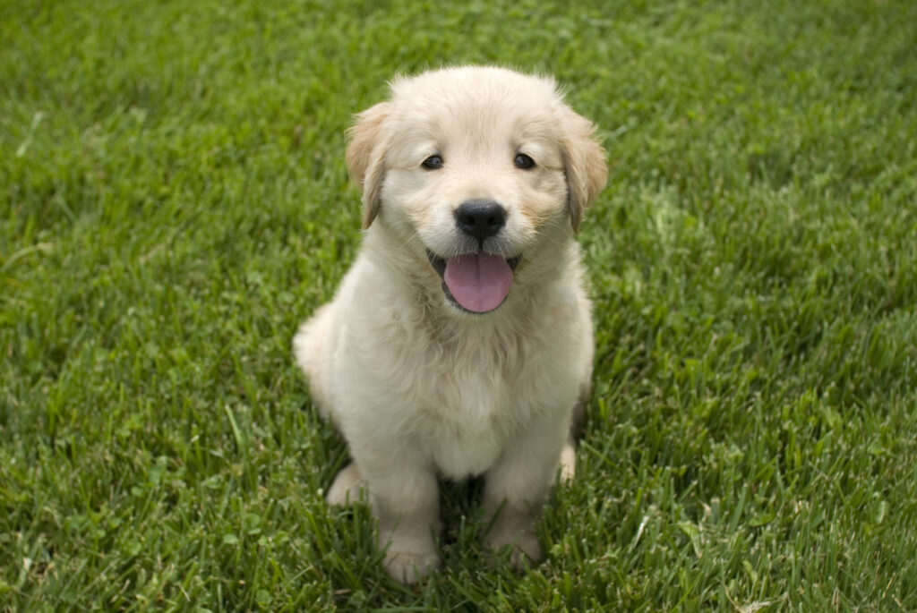assurance chiot