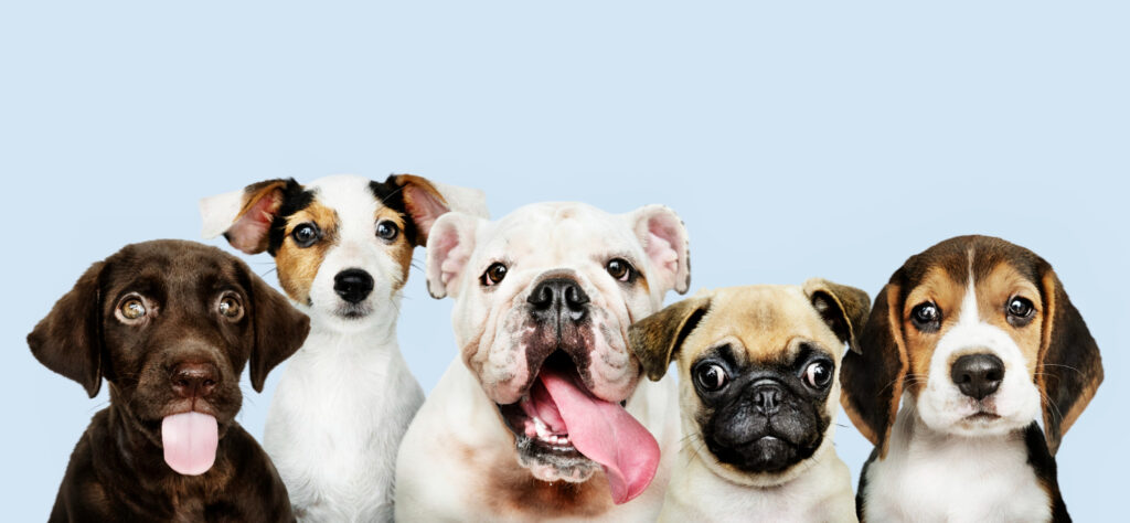 portraits de chiens