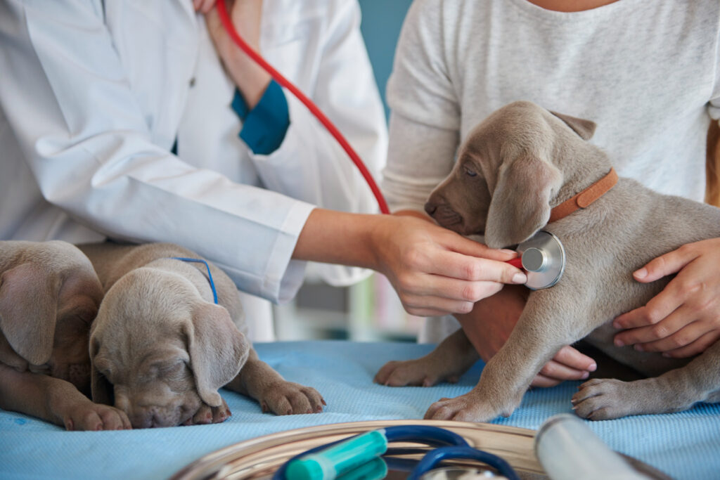 chiot qui se fait examiner par le veterinaire